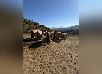 Lusitanos, Semental, 1 año