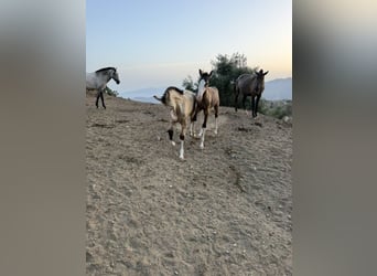 Lusitanos, Semental, 1 año