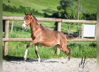 Lusitanos, Semental, 1 año, Castaño
