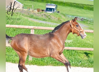 Lusitanos, Semental, 1 año, Castaño