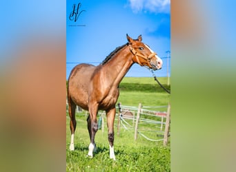 Lusitanos, Semental, 1 año, Castaño