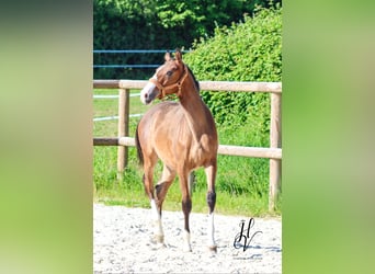 Lusitanos, Semental, 1 año, Castaño
