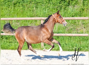 Lusitanos, Semental, 1 año, Castaño