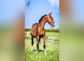 Lusitanos, Semental, 1 año, Castaño