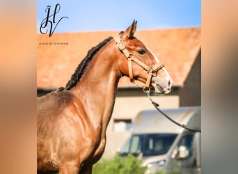 Lusitanos, Semental, 1 año, Castaño