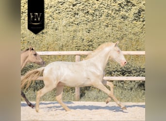 Lusitanos, Semental, 1 año, Cremello