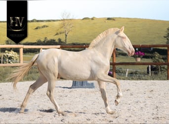 Lusitanos, Semental, 1 año, Cremello