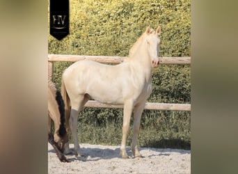 Lusitanos, Semental, 1 año, Cremello