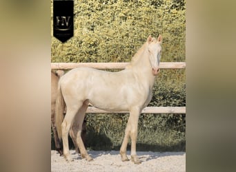 Lusitanos, Semental, 1 año, Cremello