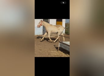 Lusitanos, Semental, 1 año, Cremello