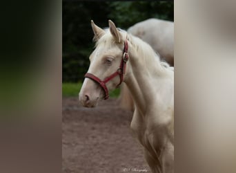 Lusitanos, Semental, 1 año, Perla