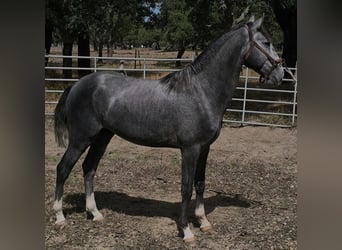 Lusitanos, Semental, 2 años, 153 cm, Tordo