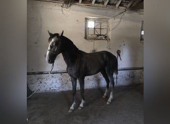 Lusitanos, Semental, 2 años, 153 cm, Tordo