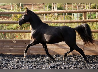 Lusitanos Mestizo, Semental, 2 años, 155 cm, Negro