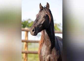 Lusitanos Mestizo, Semental, 2 años, 155 cm, Negro