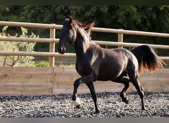 Lusitanos Mestizo, Semental, 2 años, 155 cm, Negro