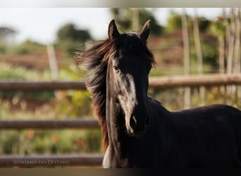 Lusitanos Mestizo, Semental, 2 años, 155 cm, Negro