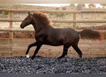 Lusitanos Mestizo, Semental, 2 años, 155 cm, Negro