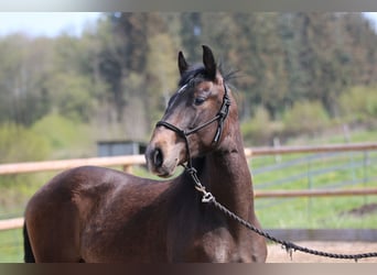 Lusitanos, Semental, 2 años, 155 cm