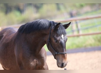 Lusitanos, Semental, 2 años, 155 cm