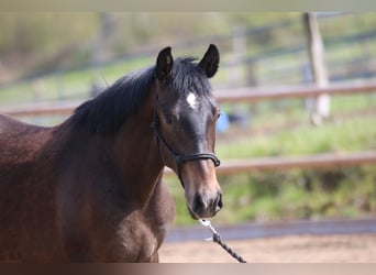 Lusitanos, Semental, 2 años, 155 cm