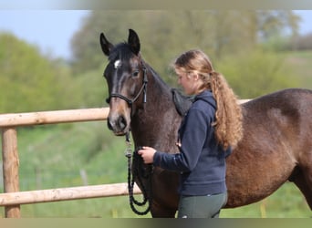 Lusitanos, Semental, 2 años, 155 cm