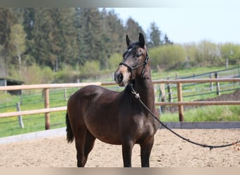 Lusitanos, Semental, 2 años, 155 cm