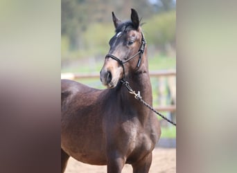 Lusitanos, Semental, 2 años, 155 cm