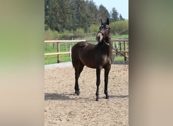 Lusitanos, Semental, 2 años, 155 cm