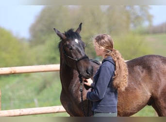 Lusitanos, Semental, 2 años, 155 cm