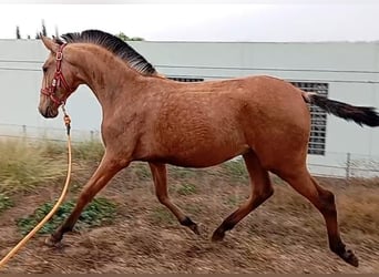 Lusitanos, Semental, 2 años, 156 cm, Bayo