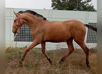 Lusitanos, Semental, 2 años, 156 cm, Bayo