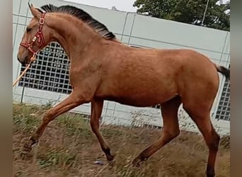 Lusitanos, Semental, 2 años, 156 cm, Bayo