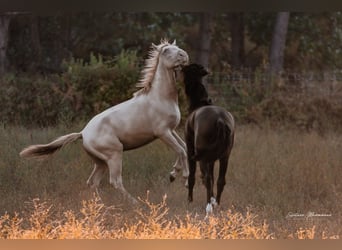 Lusitanos, Semental, 2 años, 158 cm, Perlino