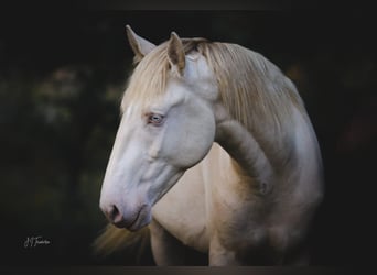 Lusitanos, Semental, 2 años, 158 cm, Perlino