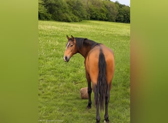 Lusitanos, Semental, 2 años, 160 cm, Buckskin/Bayo