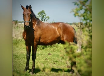 Lusitanos, Semental, 2 años, 160 cm, Castaño