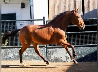 Lusitanos, Semental, 2 años, 160 cm, Castaño