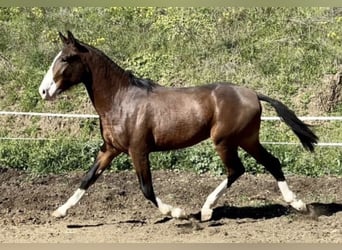 Lusitanos Mestizo, Semental, 2 años, 160 cm, Castaño rojizo