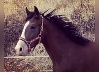 Lusitanos Mestizo, Semental, 2 años, 160 cm, Castaño rojizo