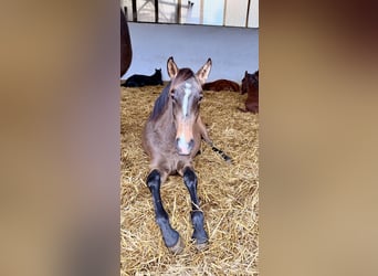 Lusitanos, Semental, 2 años, 161 cm