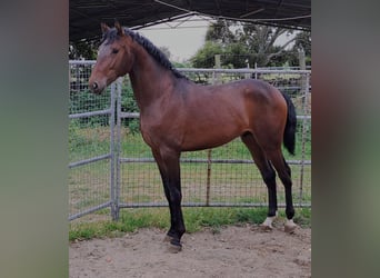 Lusitanos, Semental, 2 años, 162 cm, Castaño
