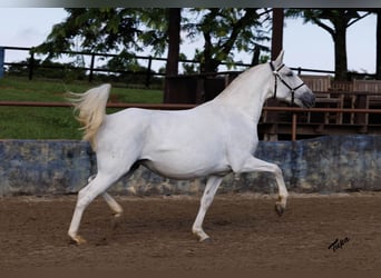 Lusitanos, Semental, 2 años, 163 cm, Castaño rojizo