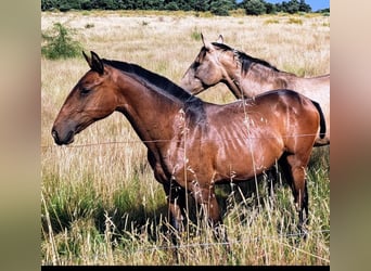 Lusitanos, Semental, 2 años, 164 cm, Castaño