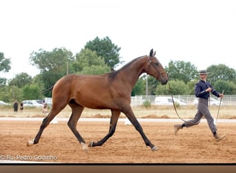 Lusitanos, Semental, 2 años, 164 cm, Castaño