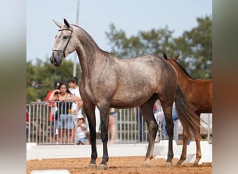 Lusitanos, Semental, 2 años, 164 cm, Castaño