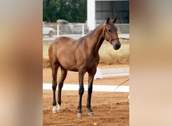 Lusitanos, Semental, 2 años, 164 cm, Castaño