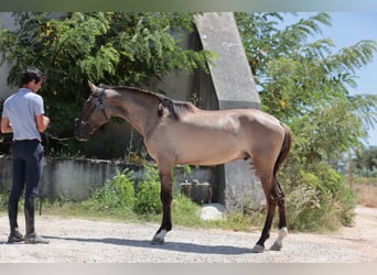 Lusitanos, Semental, 2 años, 164 cm, Grullo