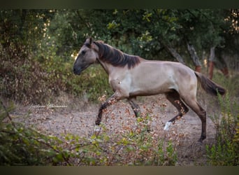 Lusitanos, Semental, 2 años, 164 cm, Grullo