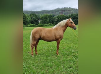 Lusitanos, Semental, 2 años, 164 cm, Palomino